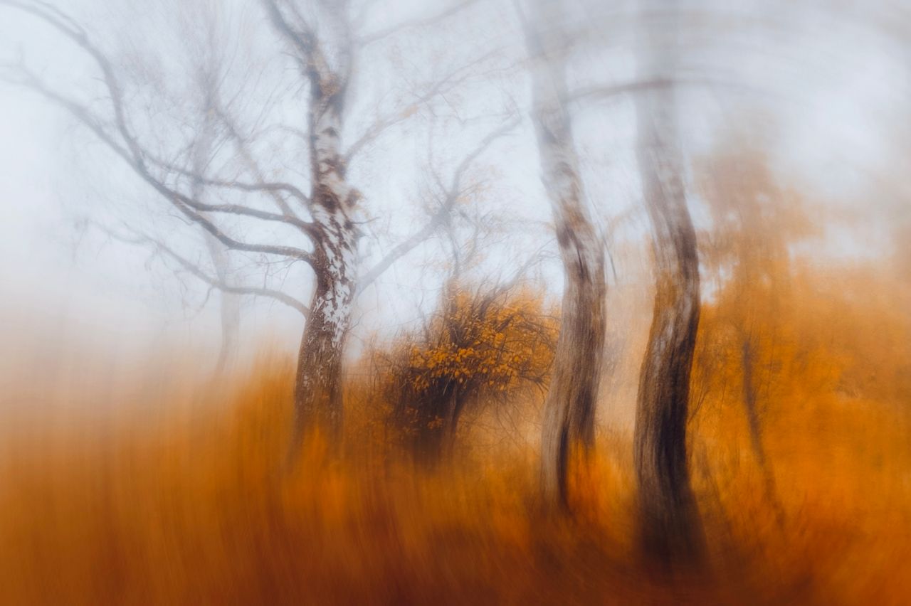 Fantasy forest